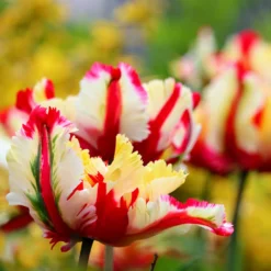 Papageien-Tulpe Flaming Parrot - Flammen im Frühlingsbeet