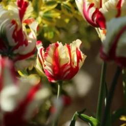 Papageien-Tulpe Flaming Parrot - Flammen im Frühlingsbeet