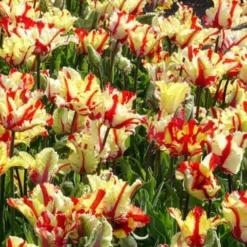 Papageien-Tulpe Flaming Parrot - Flammen im Frühlingsbeet