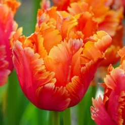 7 Papageientulpen Amazing Parrot - Exotische Blüten im Garten