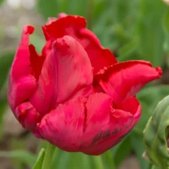 8 Papageientulpen Red Madona - Feuerrot mit Rüschenrand