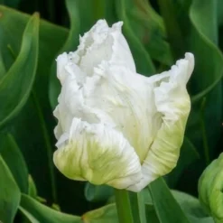 Papageien-Tulpen White Parrot (x7) - Weiße Blüten wie Federn