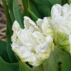 Papageien-Tulpen White Parrot (x7) - Weiße Blüten wie Federn