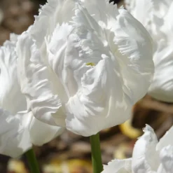 Papageien-Tulpen White Parrot (x7) - Weiße Blüten wie Federn