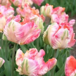 Papageien-Tulpe Pink Vision - Wow-Effekt im Beet