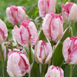 Papageien-Tulpe Pink Vision - Wow-Effekt im Beet