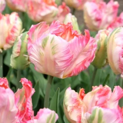 Papageien-Tulpe Pink Vision - Wow-Effekt im Beet