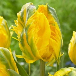 Papagei-Tulpe 'Jan van Nes' (x5) - Sonnengelb mit Federrand