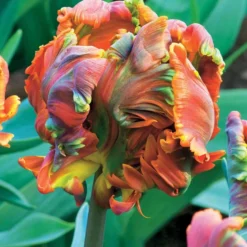 Papagei-Tulpen ‘Blumex’ (x6) - Exotik im Frühlingsbeet