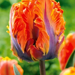 Papagei-Tulpen Kollektion (x24) - Exotische Blüten im Frühling