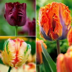 Papagei-Tulpen Kollektion (x24) - Exotische Blüten im Frühling
