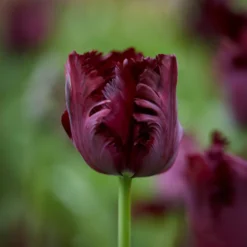 Papagei-Tulpen Kollektion (x24) - Exotische Blüten im Frühling