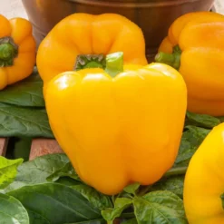 Paprika ‘California Wonder Yellow’ - Süße gelbe Paprika ernten