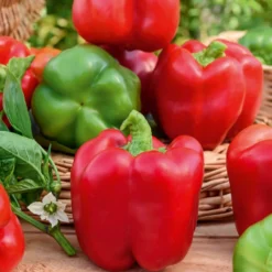 Paprika Capsicum 'California Wonder' - Dicke Blockpaprika, kinderleicht