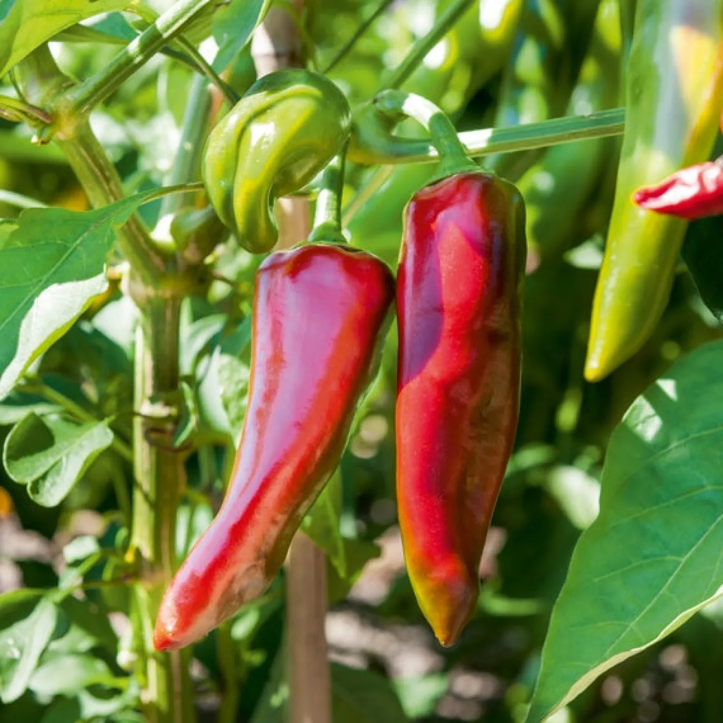 Paprika 'Gorria' (x3) - Der echte Espelette-Geschmack