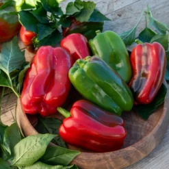 Paprika-Pflanzen ‘Lamuyo’ (x3) - Dicke Paprika ohne Mühe