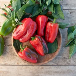 Paprika-Pflanzen ‘Lamuyo’ (x3) - Dicke Paprika ohne Mühe