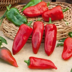 Paprika 'Piquillo' - Süß, gegrillt, unwiderstehlich