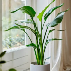 Paradiesvogelblume Strelitzia nicolai - Dschungel-Feeling im Wohnzimmer