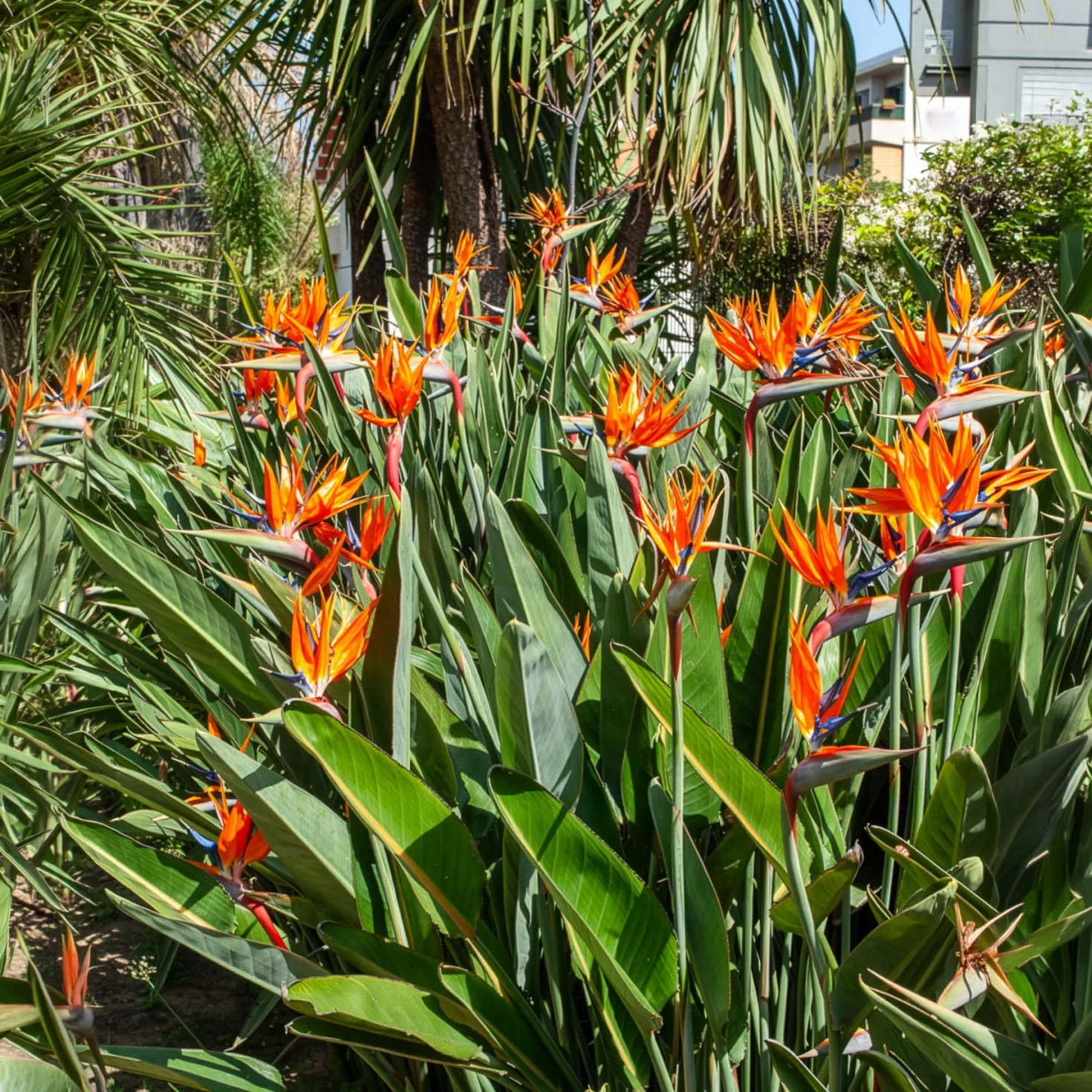Paradiesvogelblume Strelitzia - Exotik fürs Wohnzimmer
