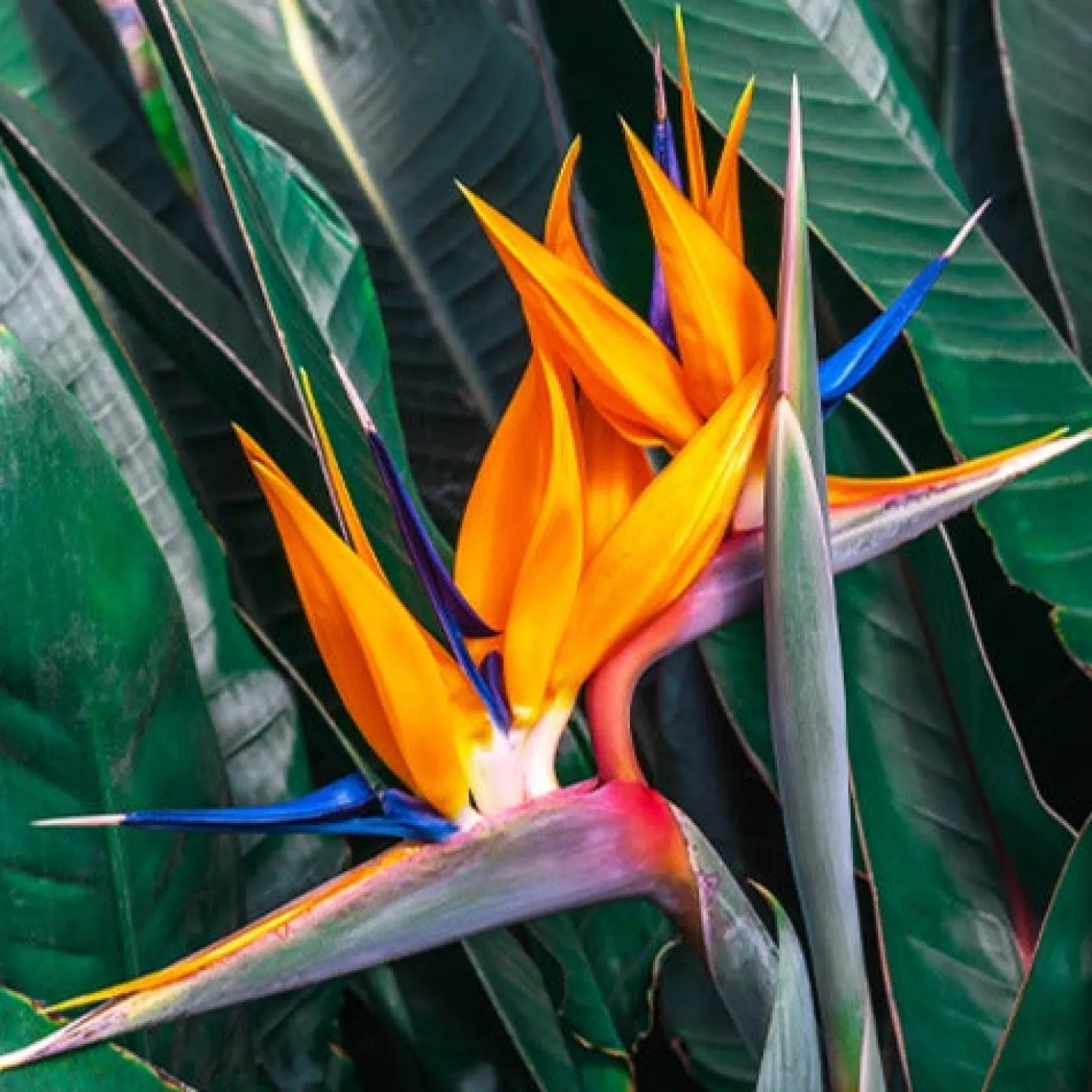 Paradiesvogelblume Strelitzia - Exotik fürs Wohnzimmer