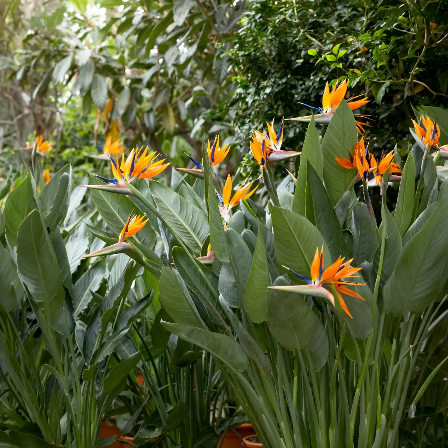 Paradiesvogelblume Strelitzia - Exotik fürs Wohnzimmer