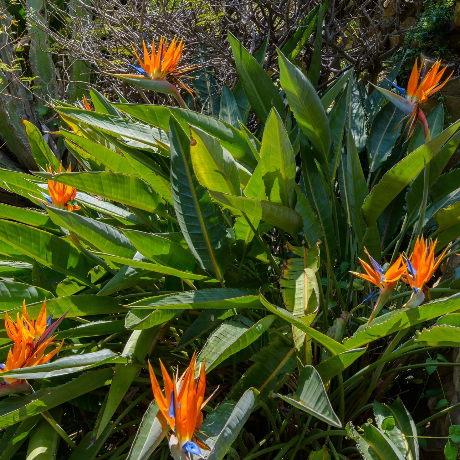 Paradiesvogelblume Strelitzia - Exotik fürs Wohnzimmer