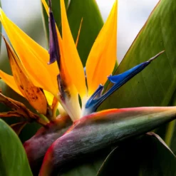 Paradiesvogelblume Strelitzie - Exotik fürs Wohnzimmer