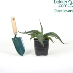 Parry-Agave - Robust und pflegeleicht