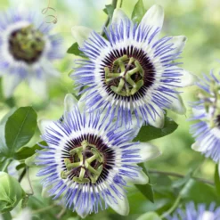 Passionsblume Clear Sky - Exotik ohne Aufwand