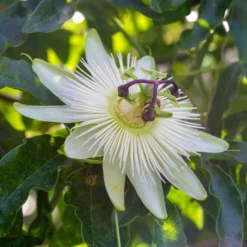 Passionsblume 'Constance Elliot' - Weiße Blüten, schnell hoch