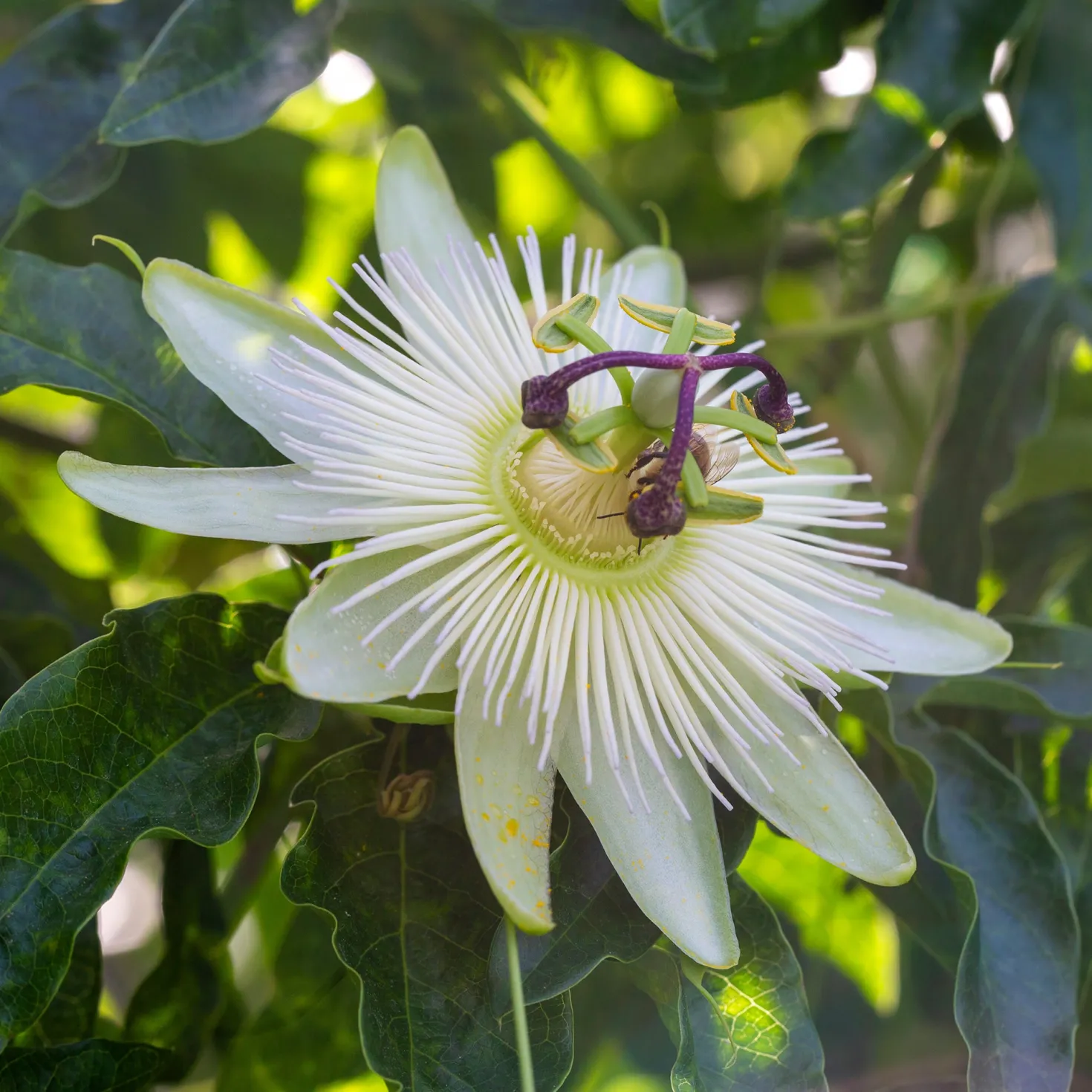 Passionsblume 'Constance Elliot' - Weiße Blüten, schnell hoch