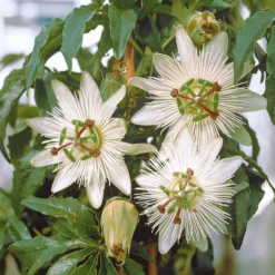 Passionsblume 'Constance Elliot' - Weiße Blüten, schnell hoch