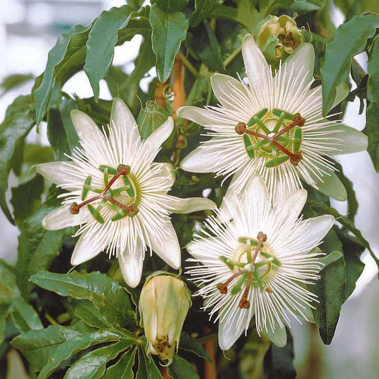 Passionsblume 'Constance Elliot' - Weiße Blüten, schnell hoch