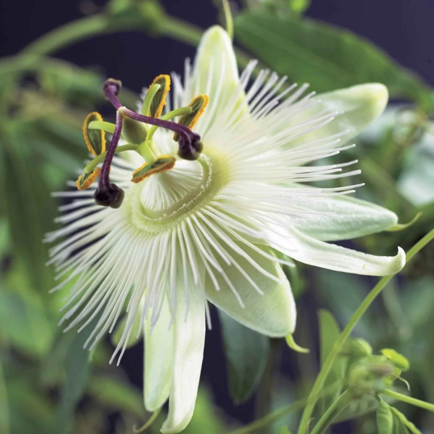 Passionsblume 'Constance Elliot' - Weiße Blüten, schnell hoch