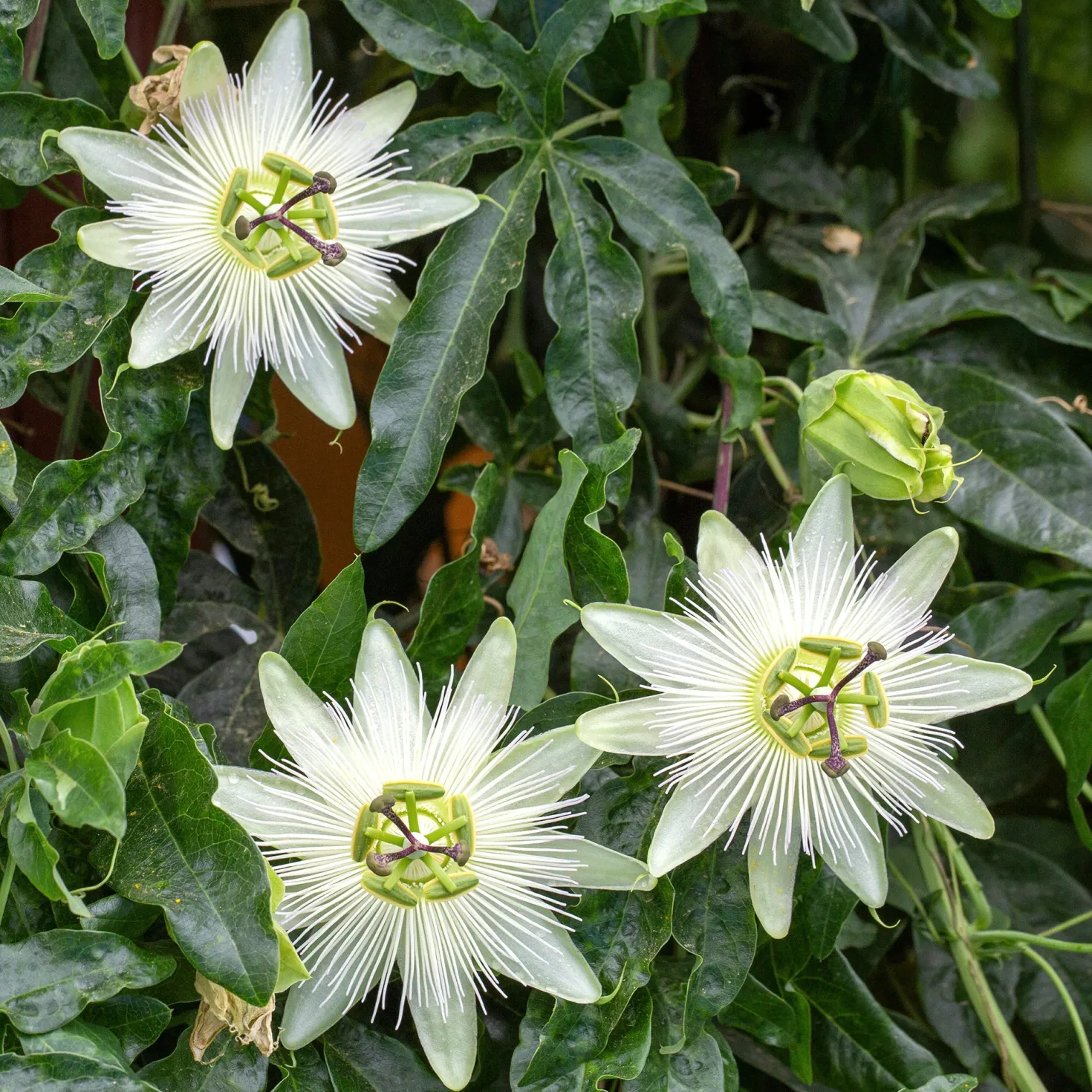 Passionsblume 'Constance Elliot' - Weiße Blüten, schnell hoch