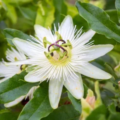 Passionsblume 'Constance Elliot' - Weiße Blüten, schnell hoch