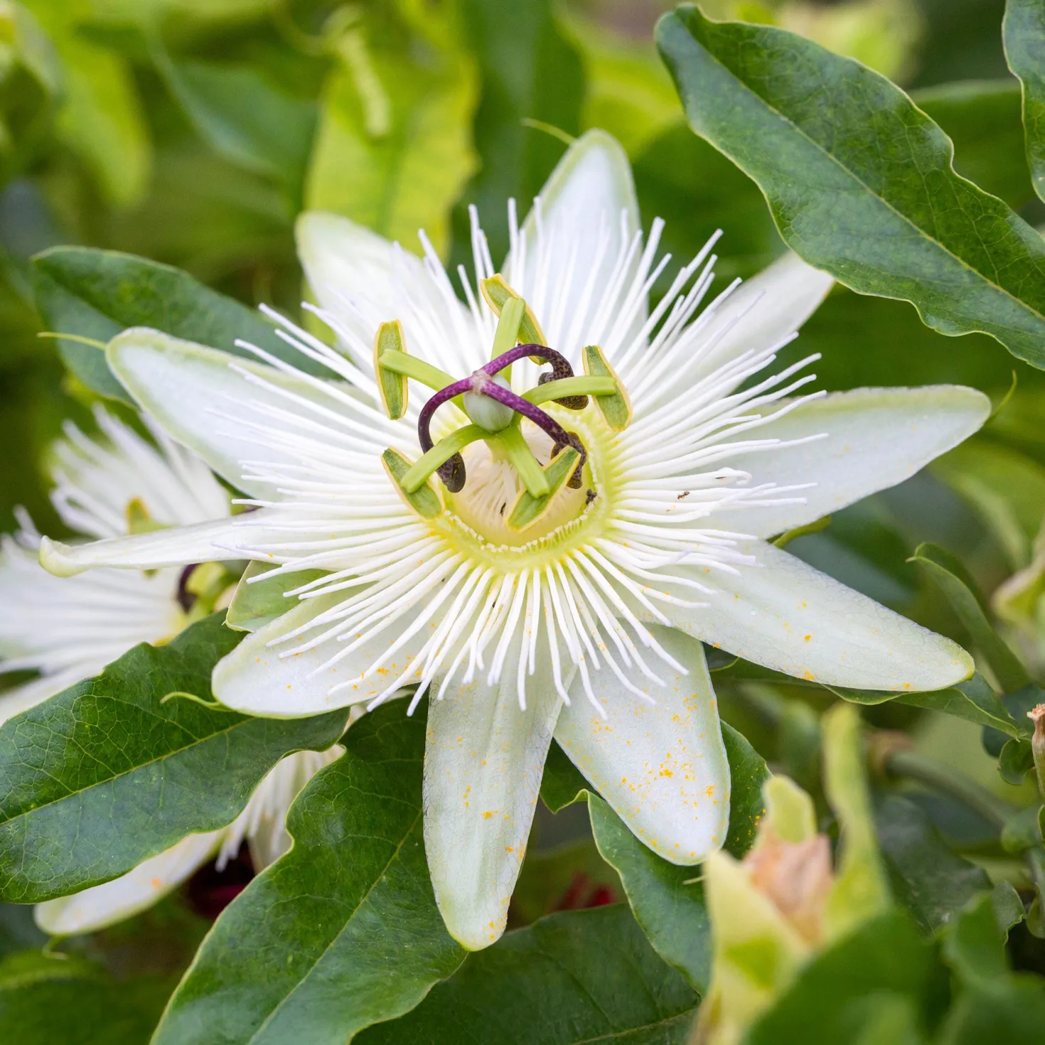 Passionsblume 'Constance Elliot' - Weiße Blüten, schnell hoch