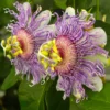 Passionsblume ‘Cooltropics Eia Popeia’® - Exotik für den Balkon