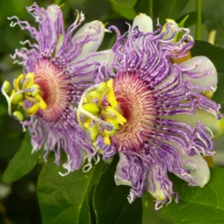 Passionsblume ‘Cooltropics Eia Popeia’® - Exotik für den Balkon
