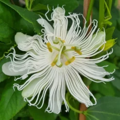 Passionsblume Cooltropics® Snowstar - Winterharte Exotik zum Ernten