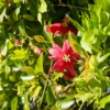 Passionsblume Exoniensis - Rote Blüten, wilder Charme