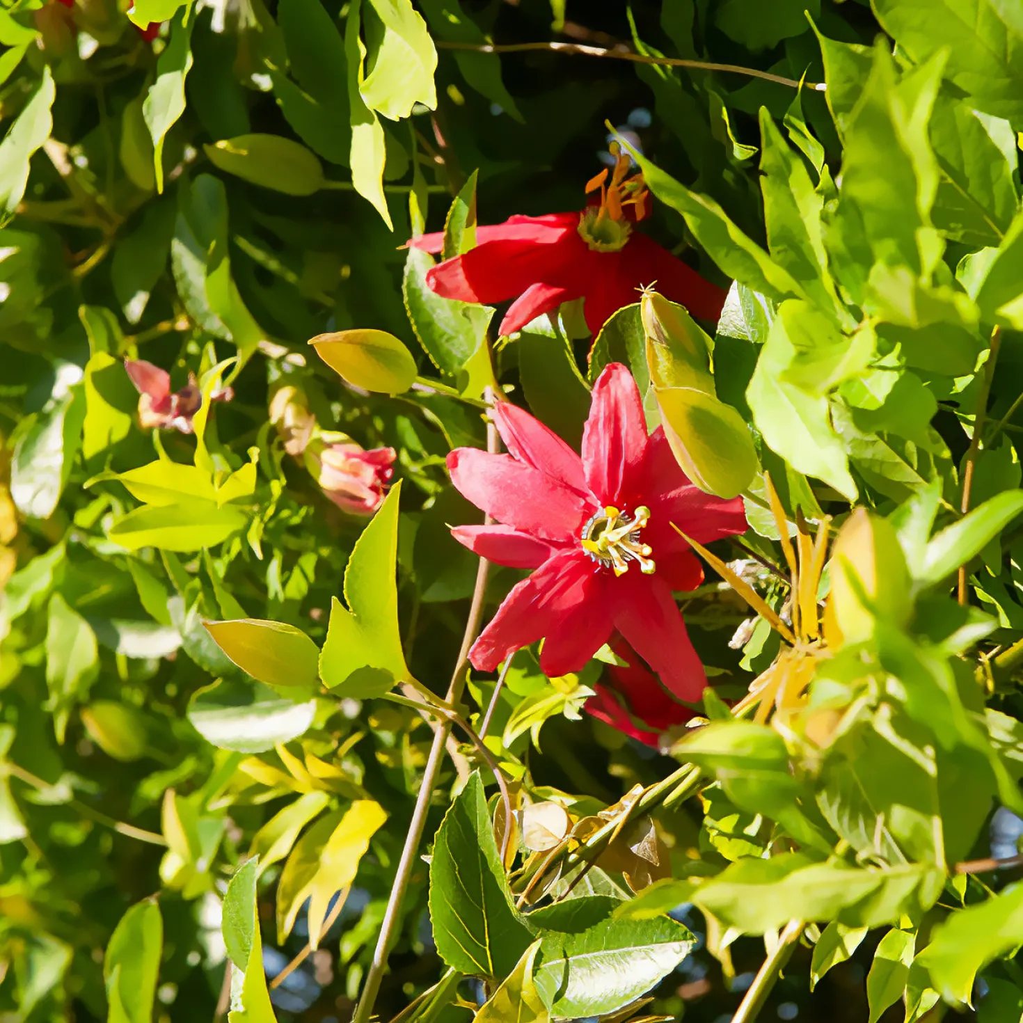 Passionsblume Exoniensis - Rote Blüten, wilder Charme