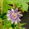 Passionsblume - Exotik an der Wand