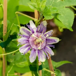 Passionsblume - Exotik an der Wand