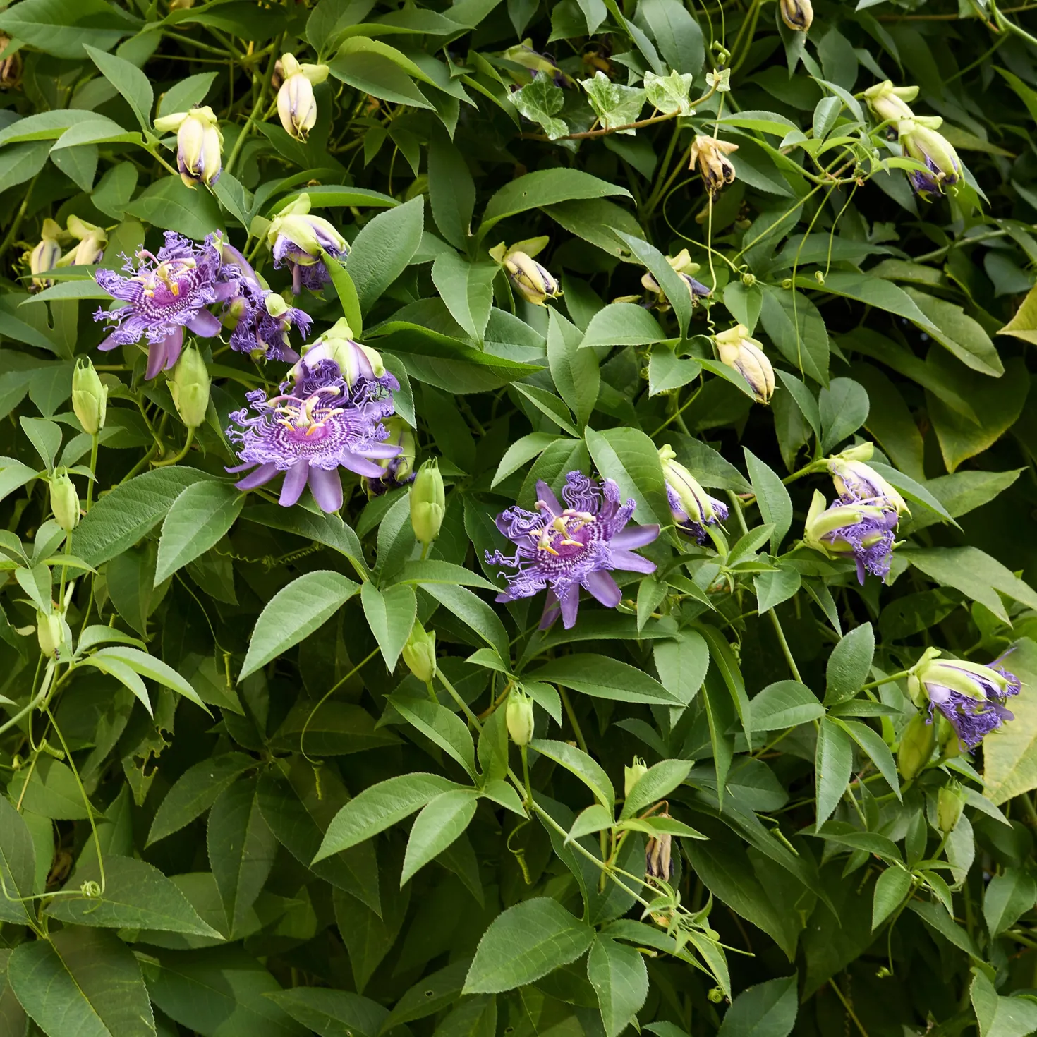 Passionsblume - Exotik an der Wand