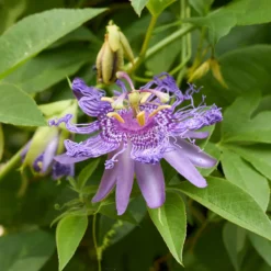 Passionsblume - Exotik an der Wand