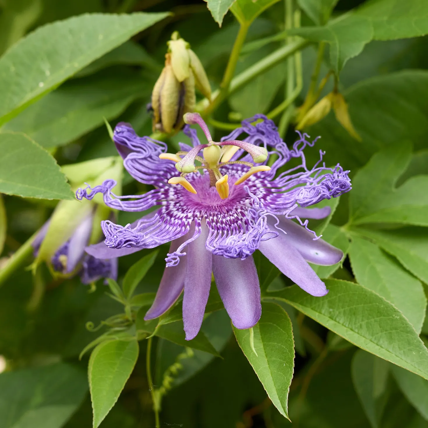 Passionsblume - Exotik an der Wand