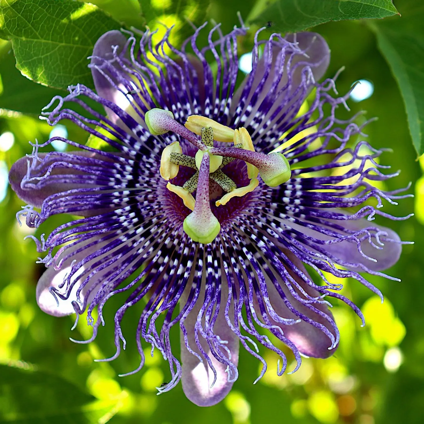 Passionsblume - Exotik an der Wand