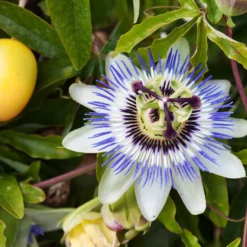 Passionsblume - Exotik im Handumdrehen
